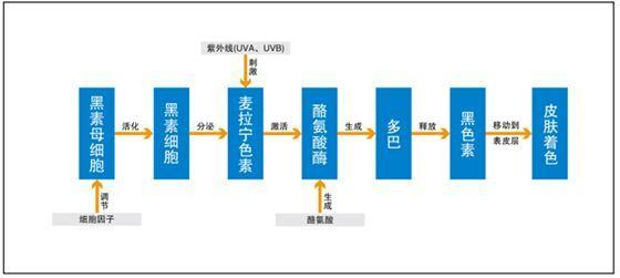 谷胱甘肽对皮肤的作用