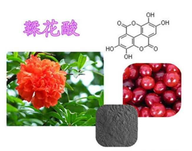 功能性食品原料石榴皮提取物抗病毒活性